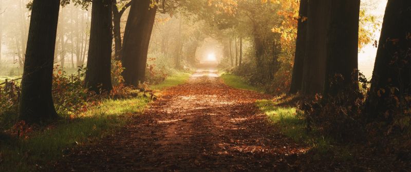 Autumn, Foggy, Forest, Yellow, Sunlight, Path, Dirt road