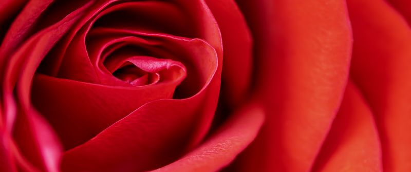 Red Rose, Macro, Closeup, Bloom, Blossom, 5K