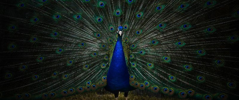 Peacock, Peafowl, Zoo, Dark, 5K, 8K