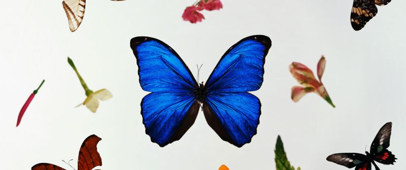 Colorful, Butterflies, White background