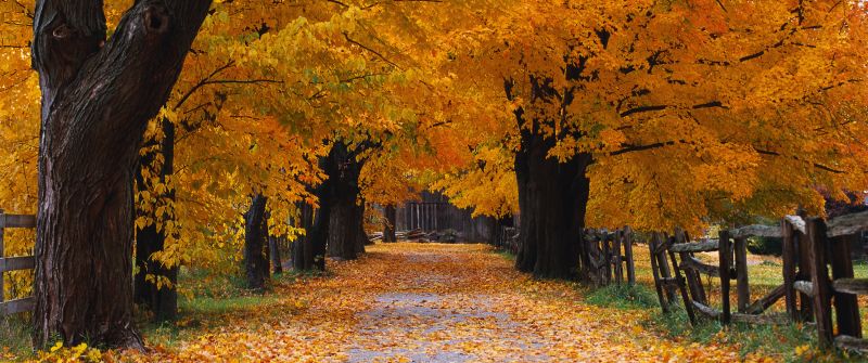 Windows XP, Autumn, Autumn foliage, Autumn leaves, Autumn Scenery