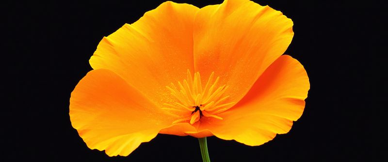 Poppy flower, Black background, Yellow flower, AMOLED, 5K