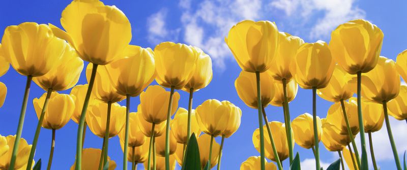 Yellow tulips, Daylight, Tulip garden, Tulip flowers