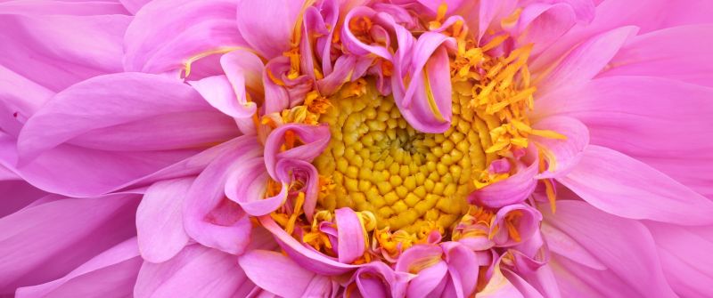 Pink Dahlia, Macro, Pink aesthetic, 5K, Bloom, Pink flower, Closeup Photography