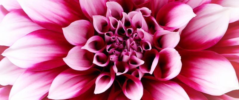 Pink Dahlia, Closeup, Macro, Blossom, 5K