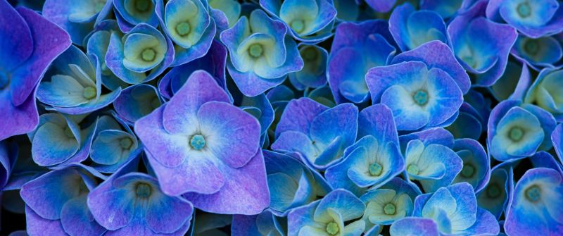 Hydrangea Flowers, Purple aesthetic, Purple Flowers, 5K