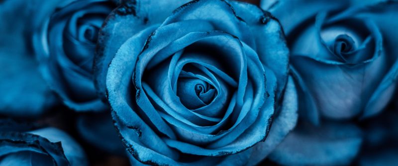 Blue aesthetic, Rose flowers, 5K, 8K, Blue rose