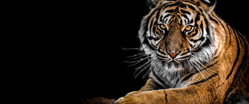 Bengal Tiger, AMOLED, Big cat, Predator, Black background, Closeup