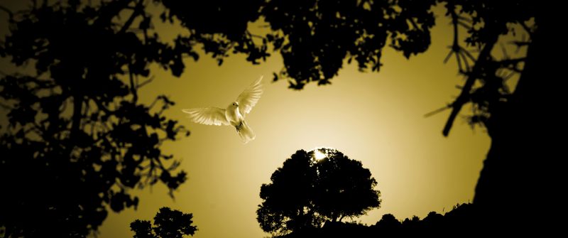 Dove, Flying bird, Sunset, Trees, Silhouette, Scenic, Evening, Dawn, 5K, 8K