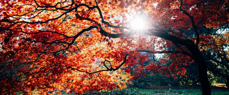Autumn, Fall, Maple tree, Fall Foliage, Sunlight, Westonbirt, The National Arboretum, England, 5K