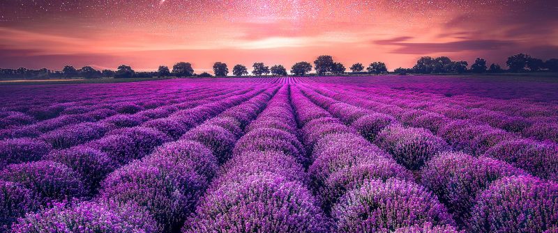 Lavender farm, Lavender fields, Sunset, Starry sky, Dawn, Purple, Landscape, Scenic