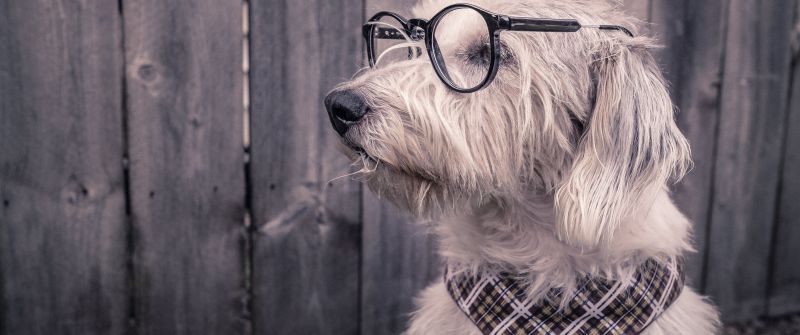 Dog, Funny, Glasses, Wooden background, Cute dog, 5K