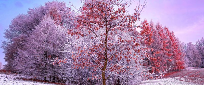 Winter, Trees, 5K, Snow covered, Aesthetic, Poland, Frosted trees