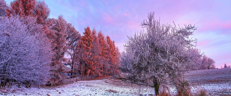 Winter forest, Morning, 5K, 8K, Trees, Snow covered