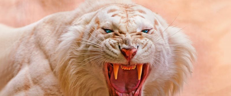 Roaring, White tiger, Blue eyes, Predator, Wild