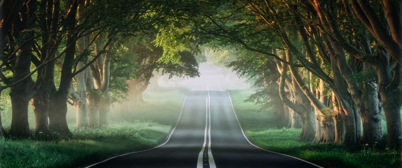 Forest, Road, Mist, Avenue Trees, Plants, Green, Spring, Foggy