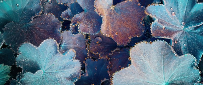 Plant Leaves, Macro, Water droplets, Dew Drops, Shimmering, Iridescence, 5K