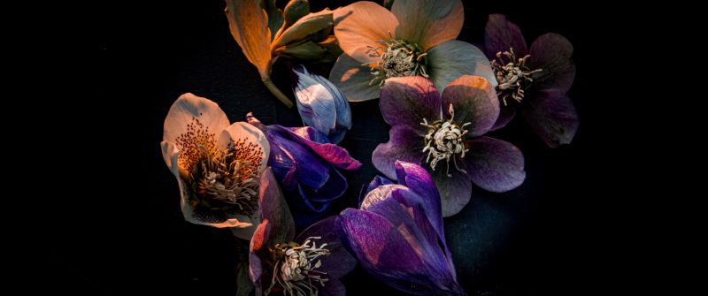 Hellebore flowers, Dark aesthetic, Bloom, AMOLED, Black background, 5K, Colorful flowers