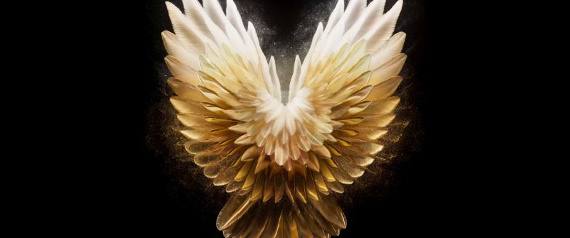 Angel wings, Golden yellow, AMOLED, Tecno Phantom V Fold 2 Stock, Black background