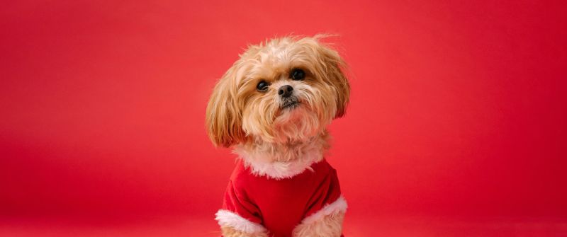 Shih Tzu, Cute dog, Red aesthetic, Red background, 5K, Breed Dog