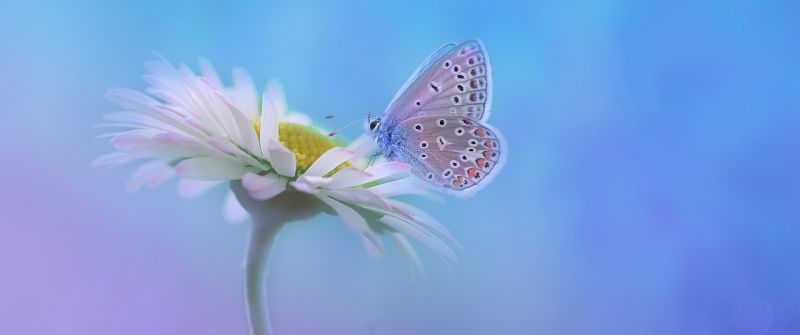 Butterfly, Gradient background, White flower