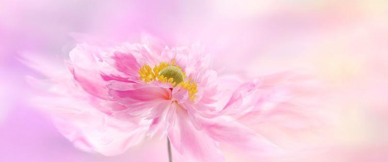 Pink flower, Pink background, Blossom, Pastel pink, Pastel background