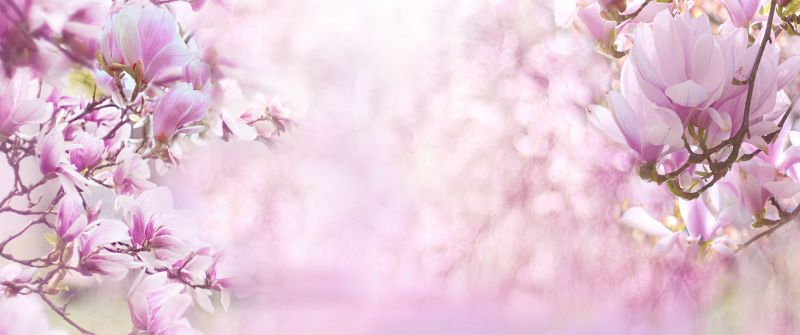 Magnolia flowers, Blossom, Pink background, Pink flowers