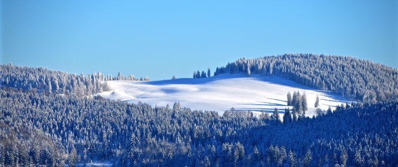 Winter forest, Snow, Trees, Hill, Sky view, Clear sky, Blue Sky