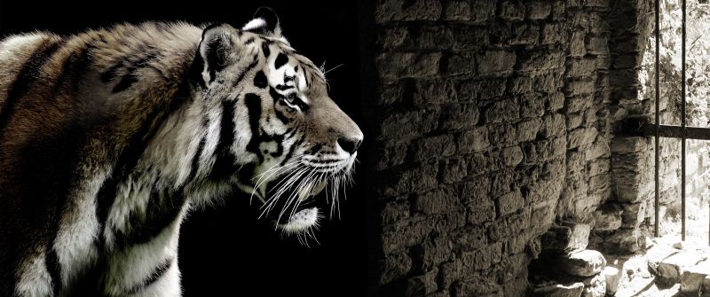 Tiger, Brick wall, Wild animals