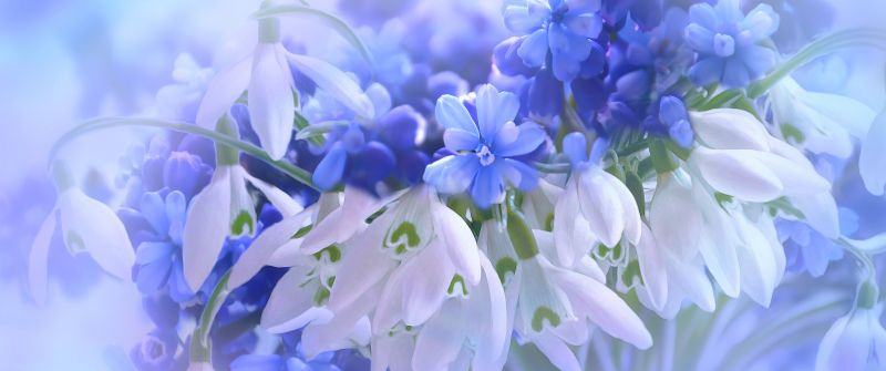 Blue flowers, Hyacinth, White, Blossom