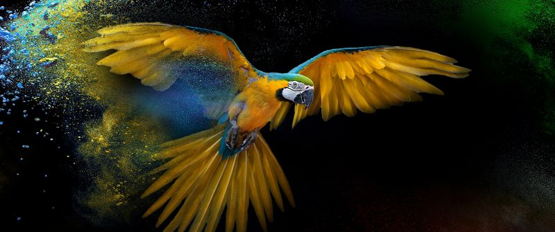Macaw, Wings, Feathers, Colorful, Splash, Black background, Yellow bird