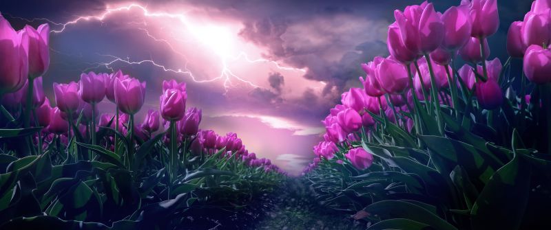 Pink flowers, Path, Thunderstorm, Dark Sky, 5K, Lightning