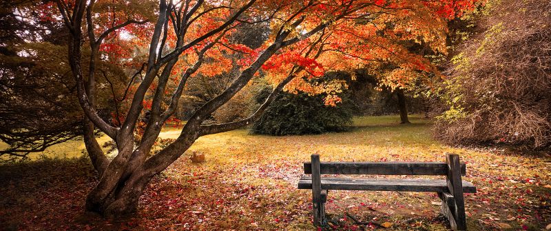 Maple trees, Autumn leaves, Wooden bench, Beautiful, Scenery, 5K