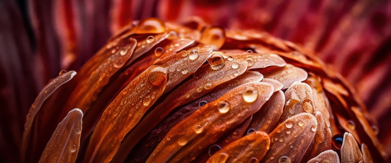 Protea flower, Macro, Orange aesthetic, Water droplets, Petals, Texture, Floral, Vibrant, Dew Drops, Artistic, Bloom, Focus, 5K, Closeup Photography