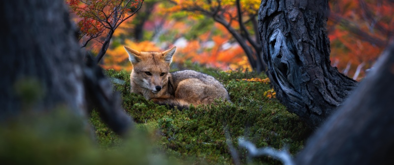 Patagonian fox, Wildlife, Autumn Forest, Argentina, Foliage, Golden hour, Serene, Autumn leaves, Mystical, Woods, Tranquility, 5K