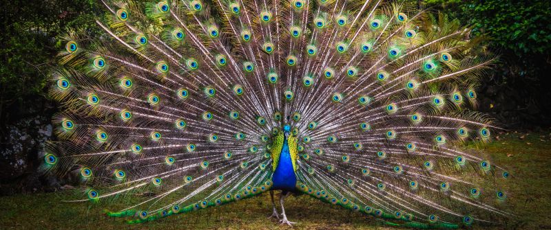 Peacock, Green Grass, Beautiful, Green Feathers, Bird, Trees, Colorful, 5K
