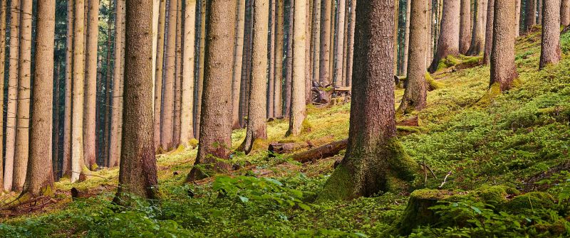 Tree Trunks, Forest, Greenery, Outdoor, Daytime, Woods