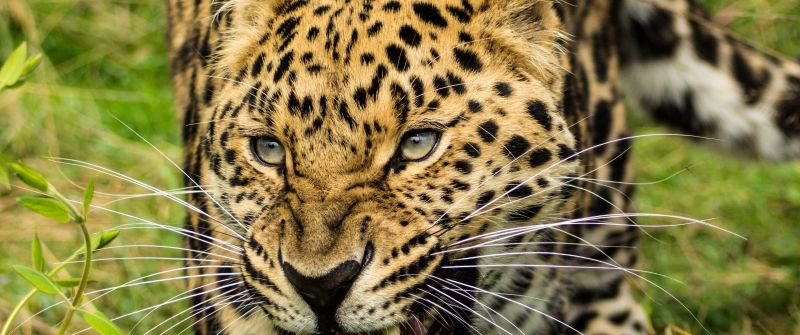 Leopard, Green Grass, Wild animals, Big cat, 5K