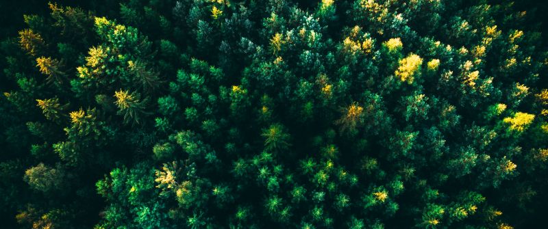 Green Trees, Forest, Aerial view, Greenery, Drone photo