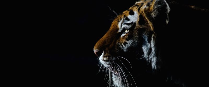 Tiger, Closeup, Dark, Black background, Big cat