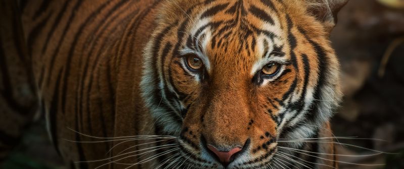 Bengal Tiger, Closeup, Big cat, Wild animals
