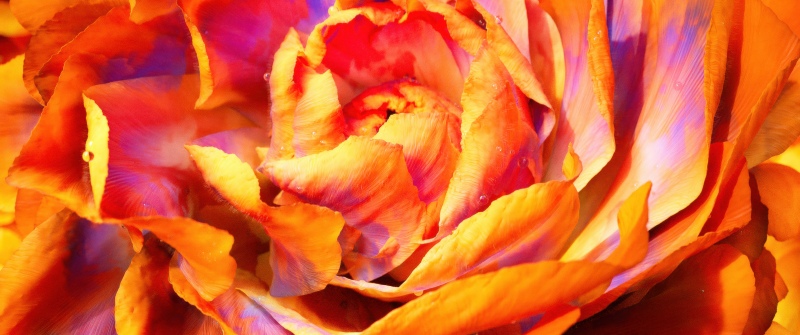 Peony, Macro, Orange aesthetic, 5K, Closeup Photography, Bloom