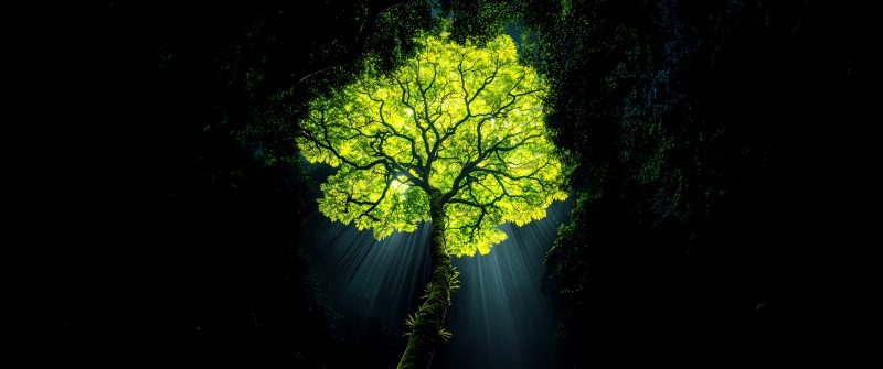 Jungle tree, Dark aesthetic, Rainforest, Wilderness, Illuminated, Surreal, Dark background, Sun rays