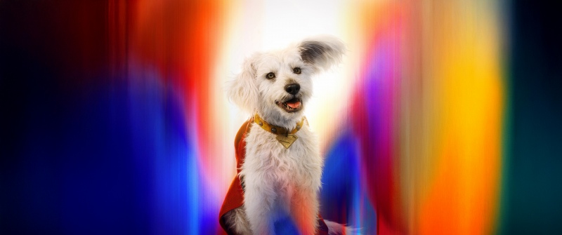 Krypto, Superdog, Superman, 2025 Movies, 5K, 8K