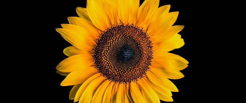 Sunflower, AMOLED, Black background, Yellow flower, 5K