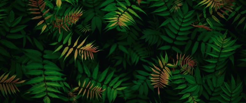 Green leaves, Foliage, Dark green, Tropical, Lush green field, Patterns, 5K, 8K