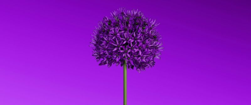 Allium flower, Purple aesthetic, Minimalist, Purple Flowers, 5K, 8K, Purple gradient