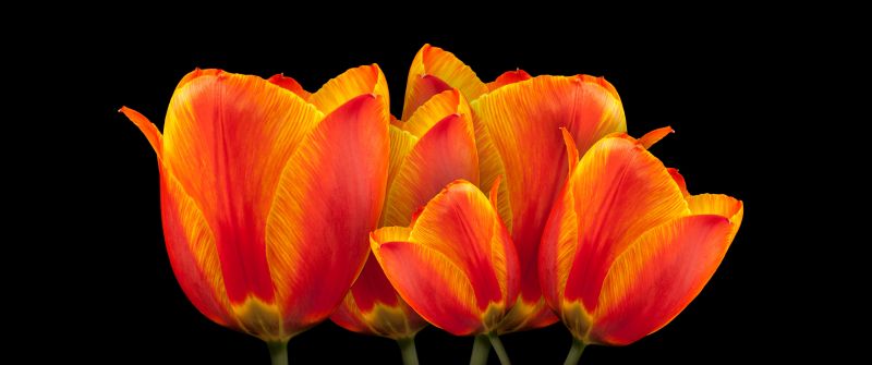 Orange tulips, Black background, Spring flowers, Colorful, Blossom