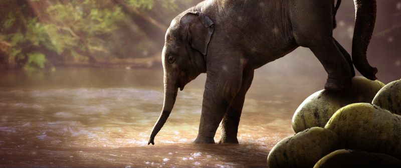 Elephant cub, Rocks, River, Sun rays, Waterhole, Daytime, Mammal, 5K, 8K