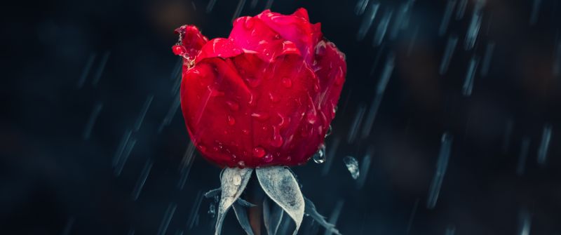 Red Rose, Rain, Water drops, Dark background, Closeup, 5K